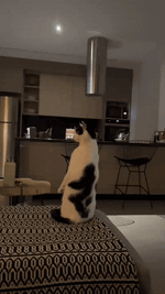 sit.gif