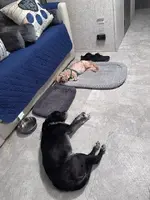 Pups05.26.webp